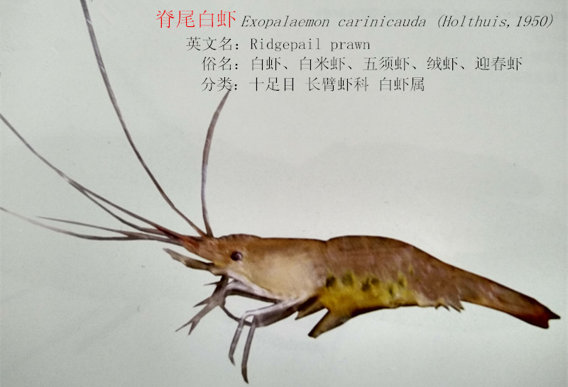 脊尾白虾.jpg