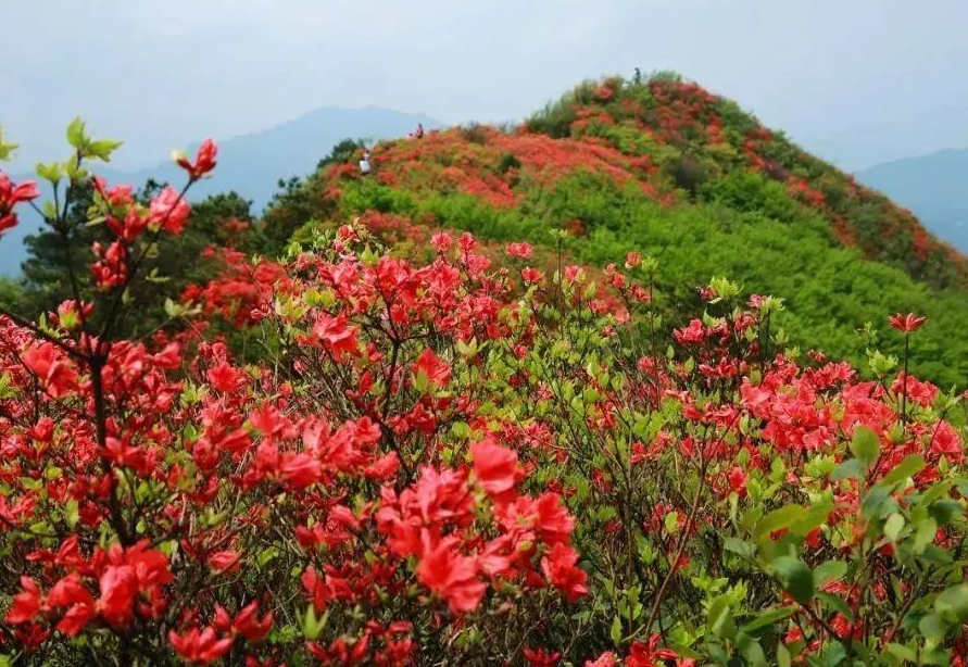 微信图片_20210122232453 微信图片_20210122232453.png