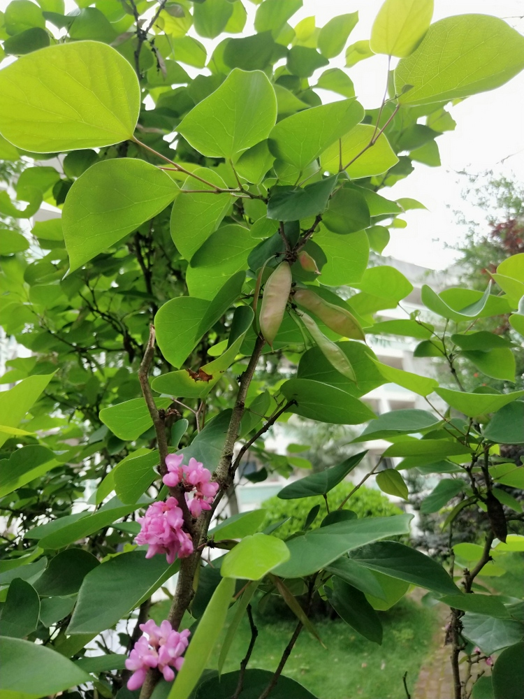 请写出植物的种名(第一空),科名(第二空).