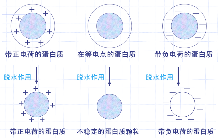 沉淀蛋白质的方法五种_蛋白质沉淀方法_蛋白质变性沉淀的方法