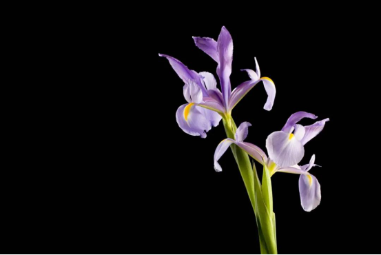 image image.png?v=1762323866571