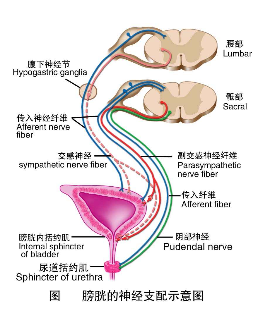 21-膀胱的神经支配2 .jpg