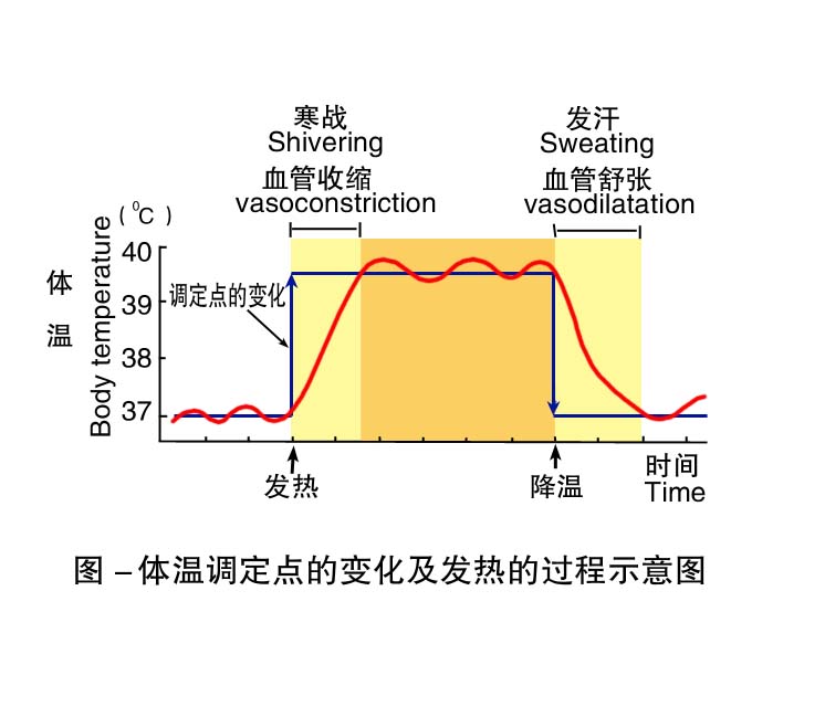 4-体温调定点的变化及发热的过程示意图 .jpg