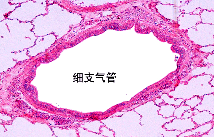 细支气管.jpg