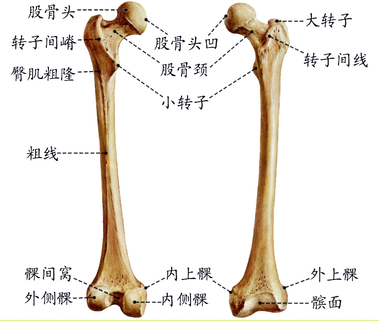 股骨.jpg