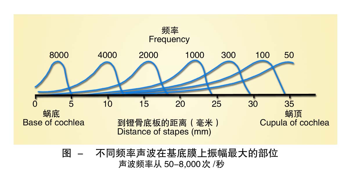 13-不同频率声波在基底膜上振幅最大的部位 .jpg