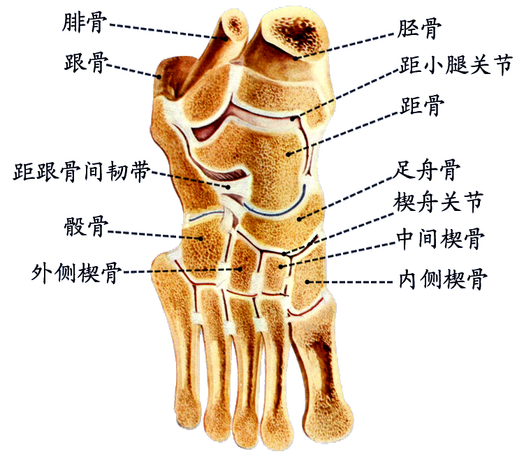 足关节.jpg