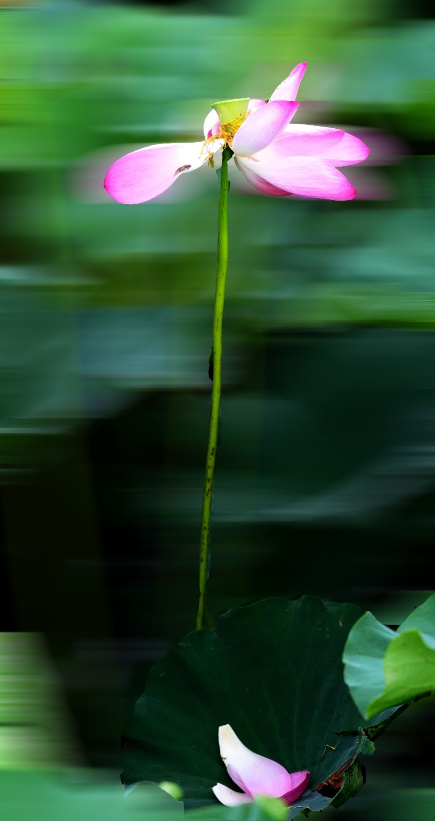 清风徐来 王祥领