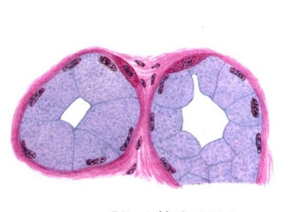 6.1-3 黏液性腺泡.jpg