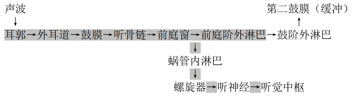 前庭蜗器5.png