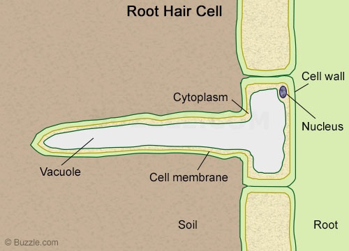 root-hair.jpg