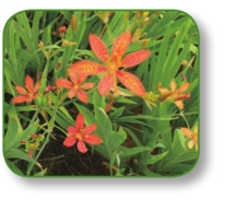 pagenumber_ebook=65,pagenumber_book=52