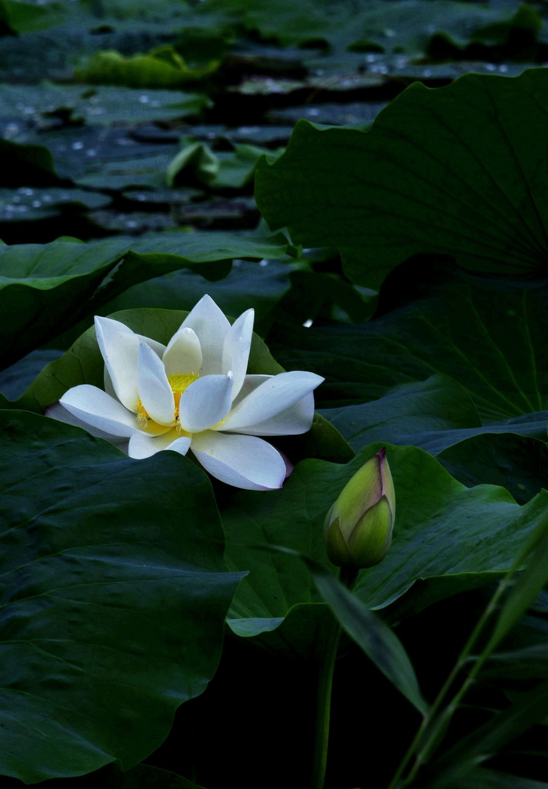 《莲洁如玉》,李照宇