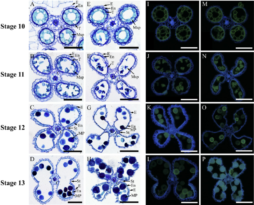 Anther-development-in-rice-from-stage-10-to-13-Rice-anthers-were-transverse-sectioned.png