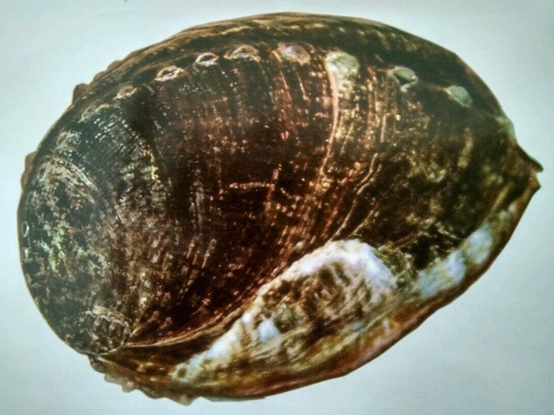 杂色鲍.jpg