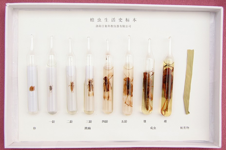 026-1-生活史标本.jpg