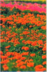 pagenumber_ebook=75,pagenumber_book=66