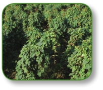 pagenumber_ebook=277,pagenumber_book=264