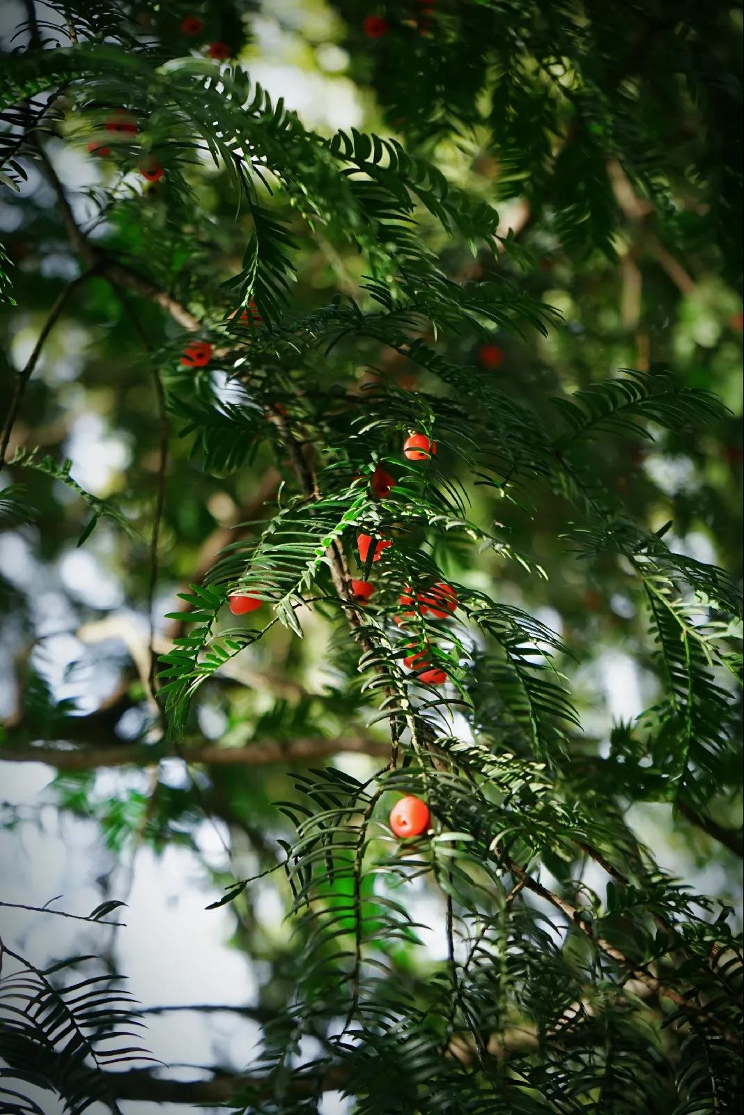 微信图片_20201124234233