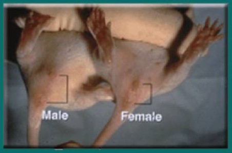 分辨雌雄.jpg