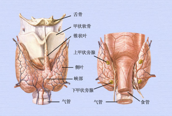 甲状腺与甲状旁腺大体观.png