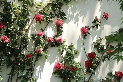 7 7.jpg?v=1762323976584