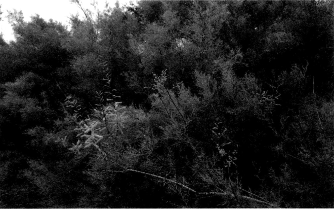 pagenumber_ebook=107,pagenumber_book=107