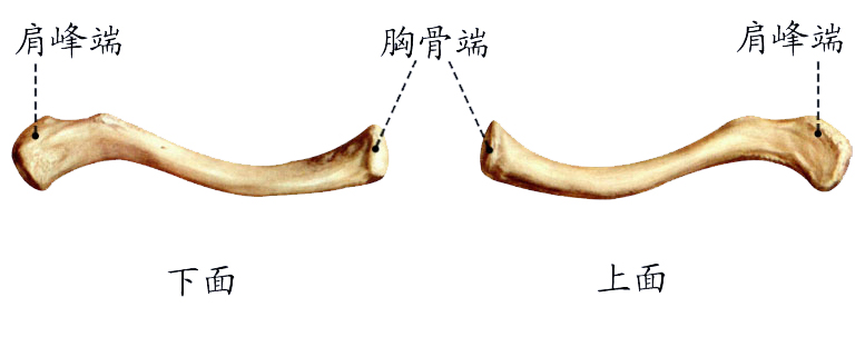 锁骨.jpg