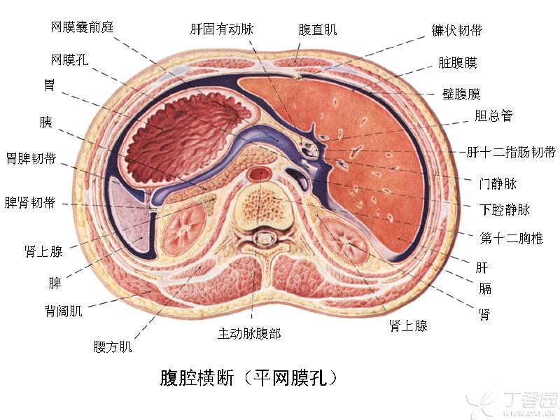 大网膜连于胃大弯与横结肠之间的四层腹膜结构,称大网膜,形似围裙