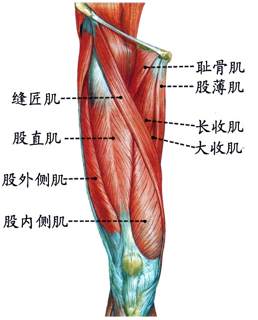 大腿前面.jpg