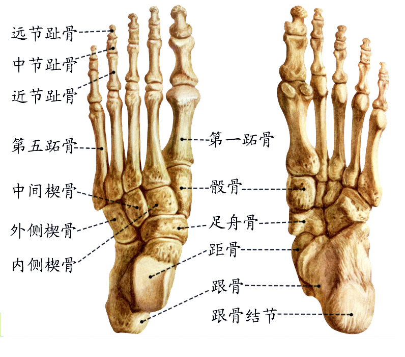 足骨.jpg
