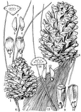 图33 火炬松Pinus taeda和湿地松Pinus elliottii