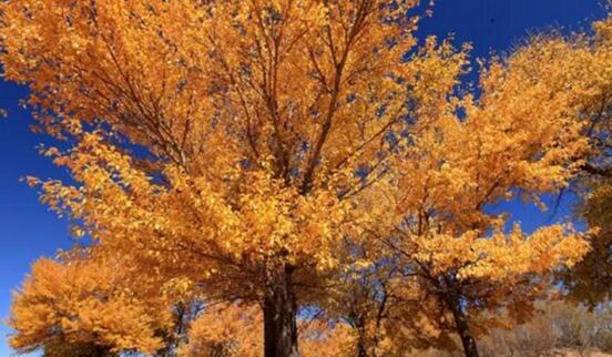 A27.jpg?v=1763520868647