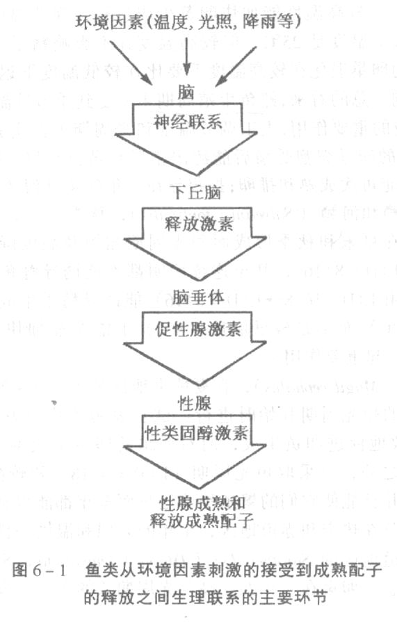 鱼类从环境因子刺激的接受到成熟配子的释放之间生理联系的主要环节.jpg