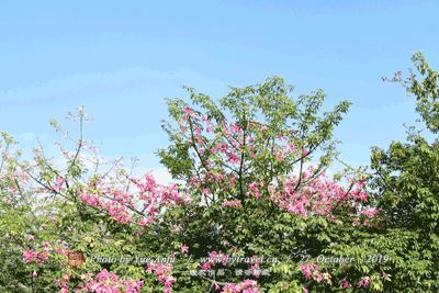 平舒崇福寺 平舒崇福寺.gif