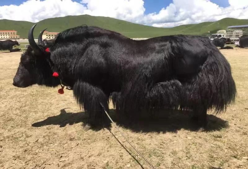 3 3.jpg?v=1765701187538