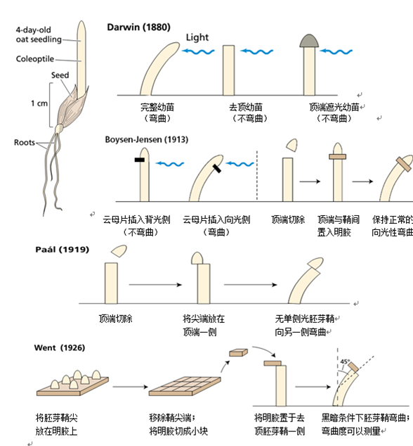 最为著名的是,1880年达尔文父子进行的一系列胚芽鞘向光性实验,发现