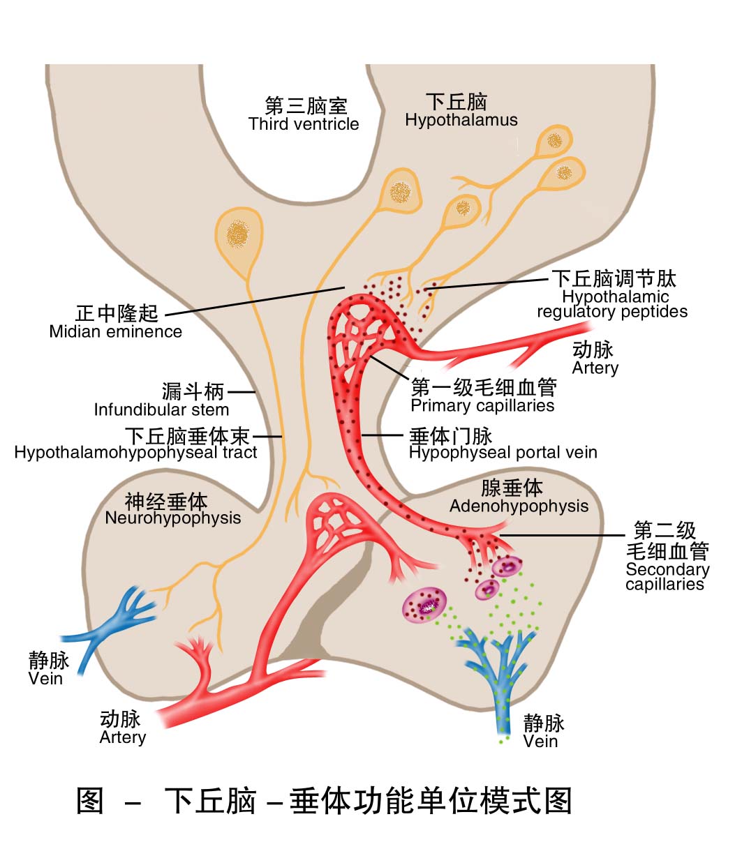 4-下丘脑-垂体功能单位模式图 .jpg