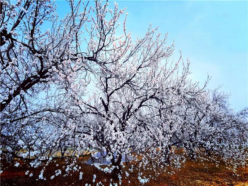 微信图片_20210318082717