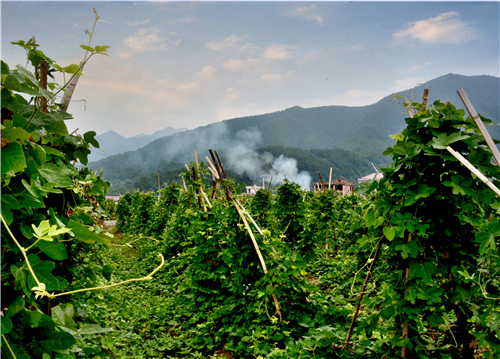 aa01--DSC_5953--汪家村粉葛种植基地一片翠绿景象。 aa01--DSC_5953--汪家村粉葛种植基地一片翠绿景象。.jpg