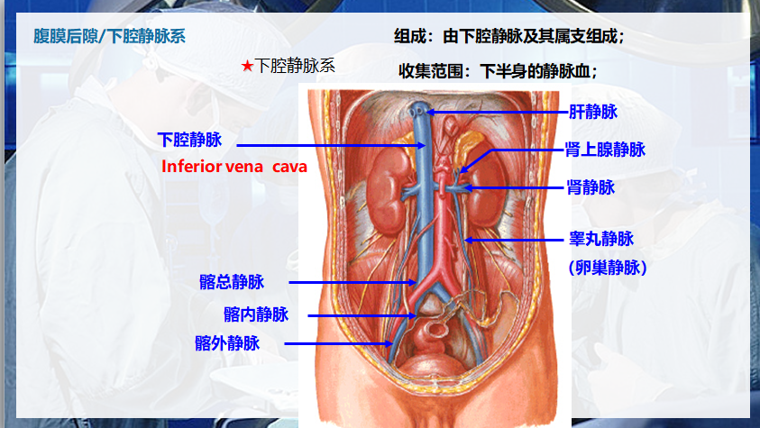 6. 40 下腔静脉.png