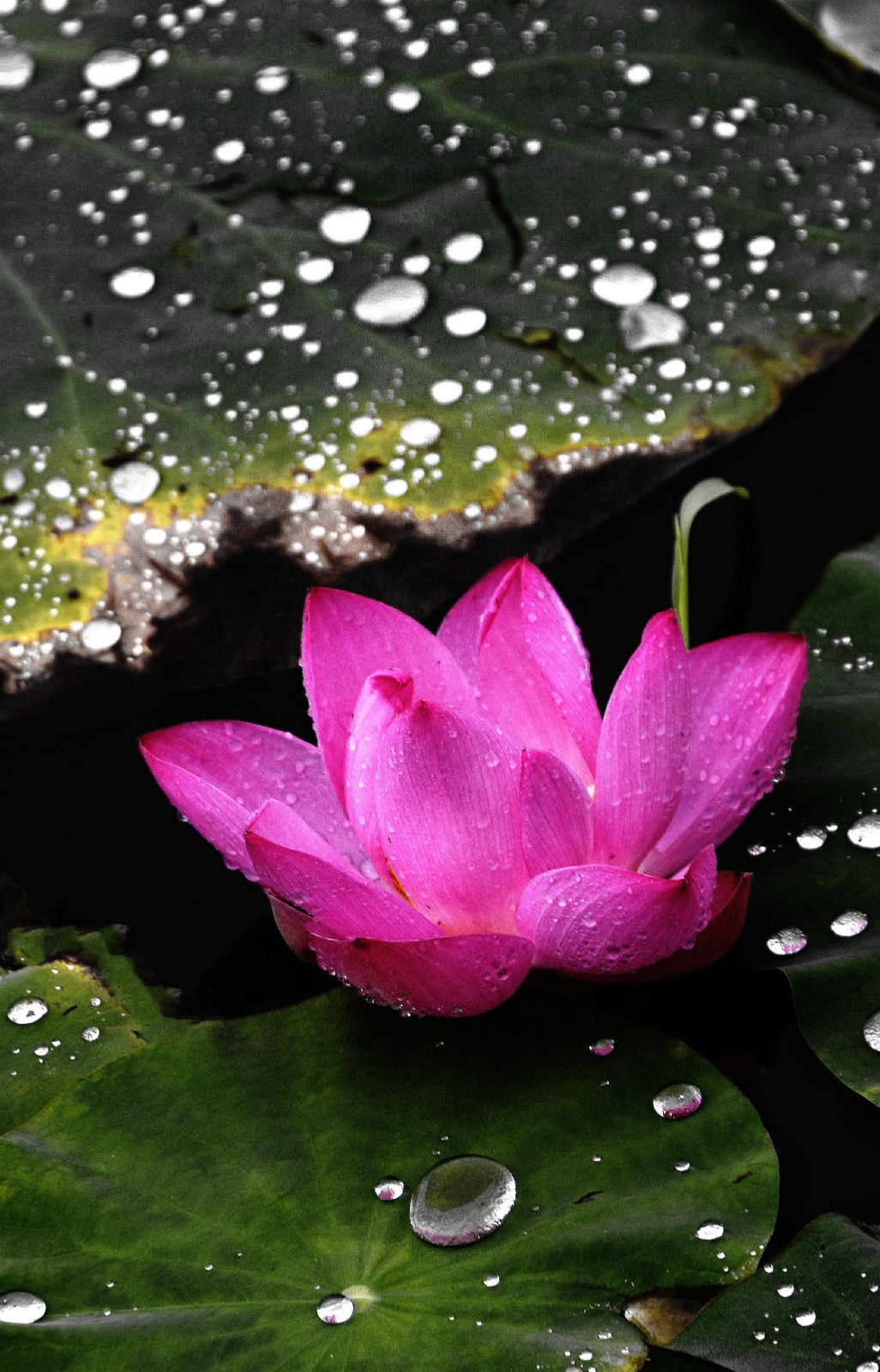 《莲(廉)洁》,李照宇