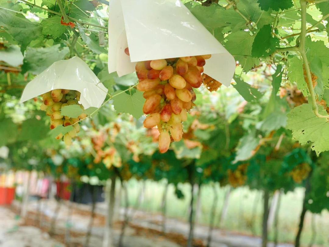 2 2.png?v=1765946311056