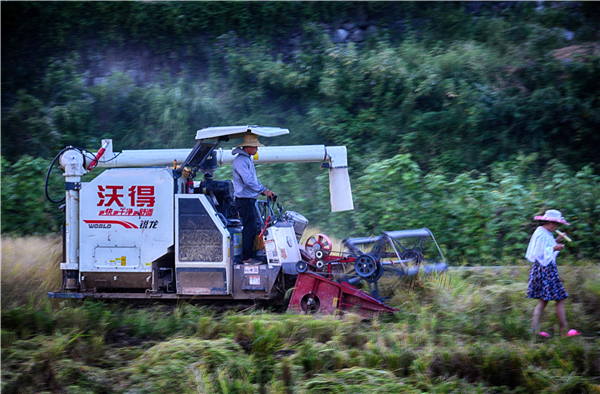 01--aaDSC_2280--水稻收割机在金黄的稻田里来回穿梭，不停的奔驰，不停的收割，农田里一片繁忙景象。.jpg