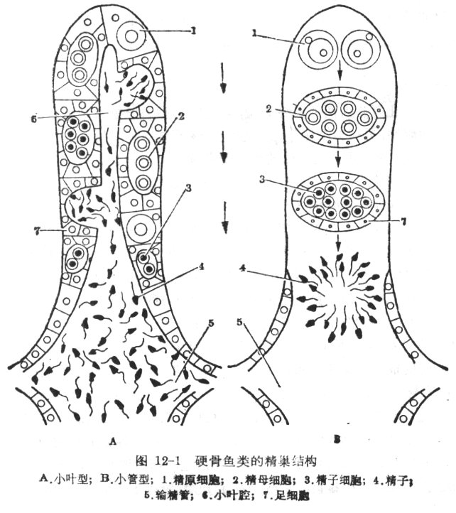 硬骨鱼类的精巢结构.jpg