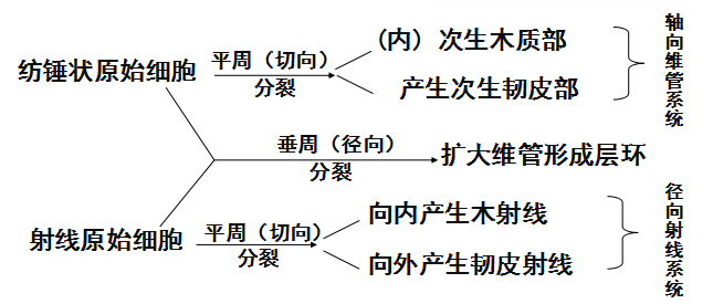 维管形成层1.png