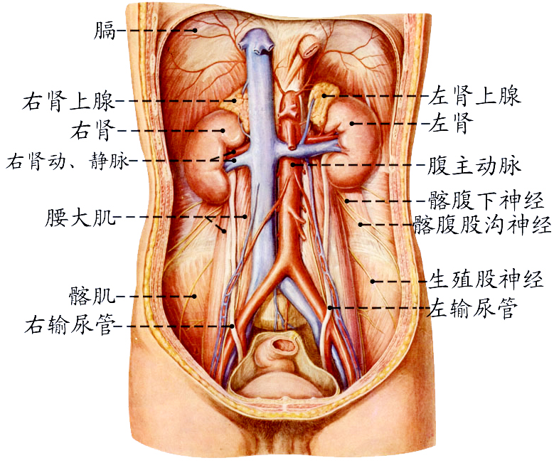 肾与输尿管.jpg