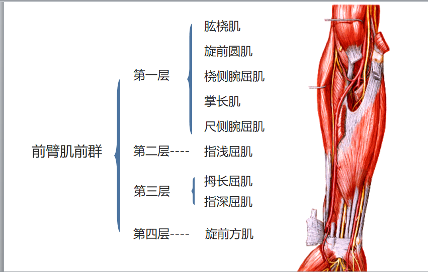 8.19 前臂肌前群.png