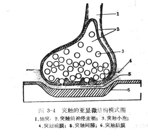 突触的亚显微结构模式图.jpg