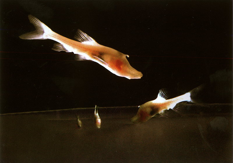 透明鱼 透明鱼.jpg